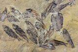 15" Fossil Fish (Gosiutichthys) Mortality Plate - Lake Gosiute - #130093-3